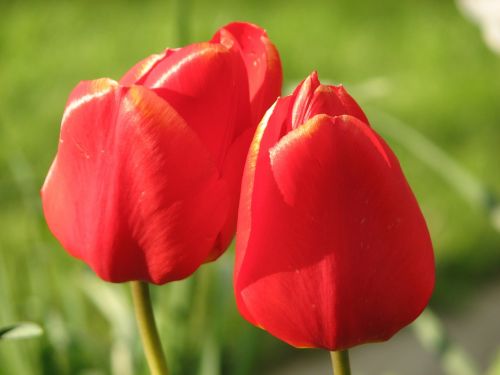 tulip red flower