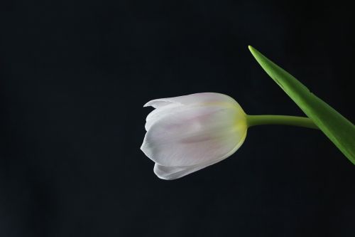 tulip flower plant