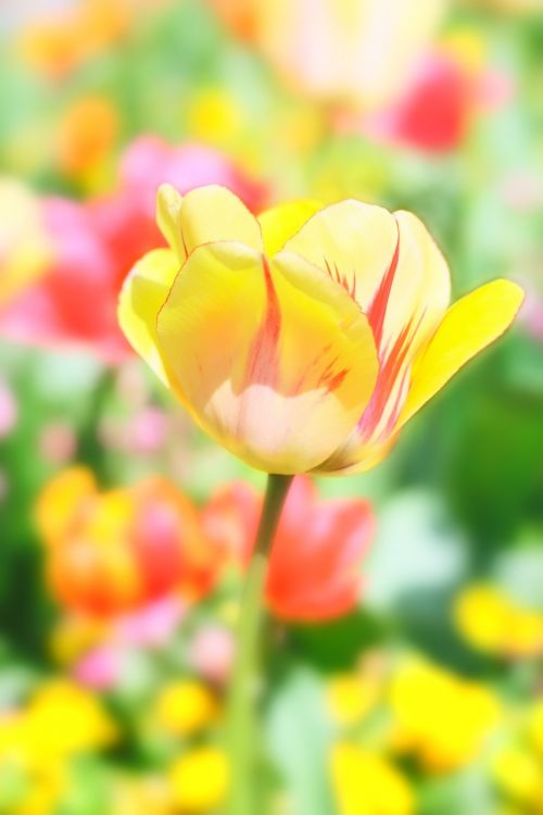 tulip flower spring