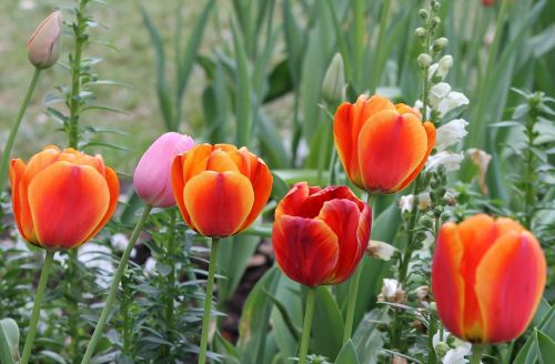 tulip spring floral