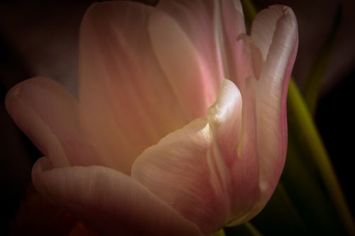 tulip flower blossom