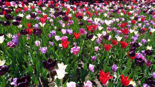 tulip central park spring