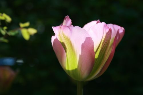 tulip petals pink