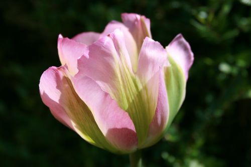 tulip petals pink
