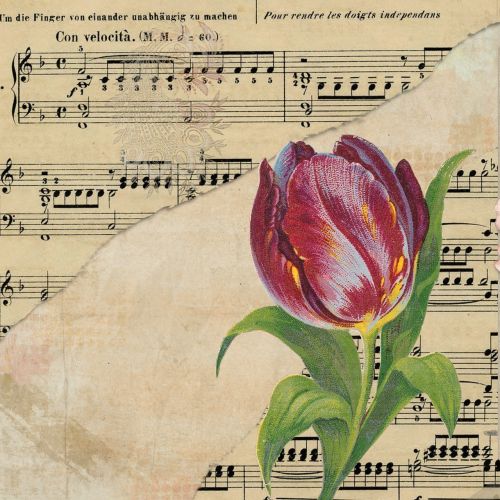 tulip background music sheet