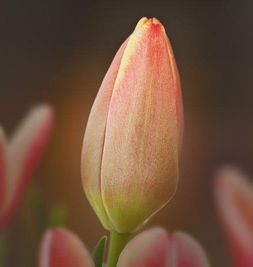 tulip closed flower