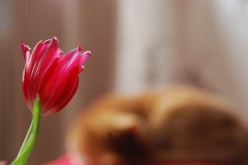 tulip cat red