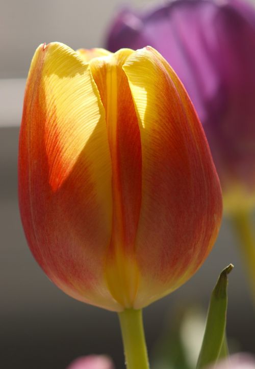 tulip red nature