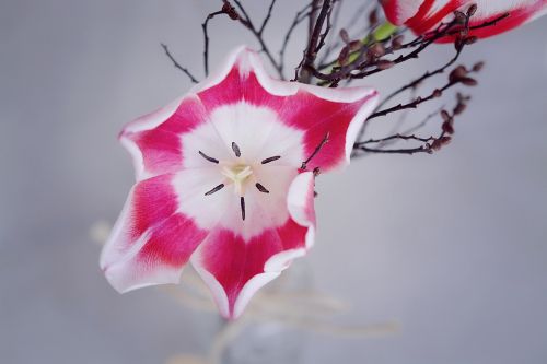 tulip pink white flower