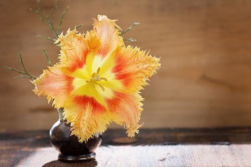 tulip flower blossom