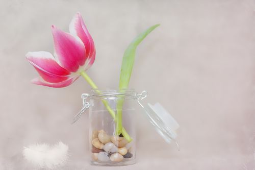 tulip flower pink white