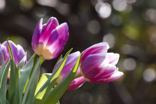 tulip spring flower flower