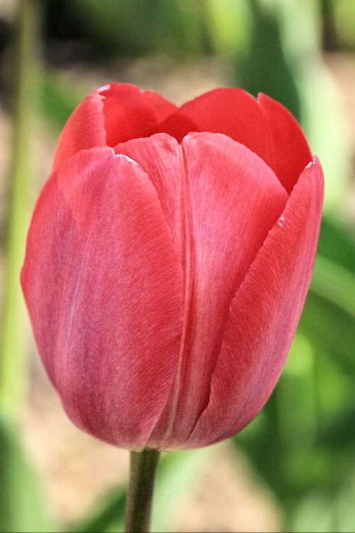 tulip tulips red