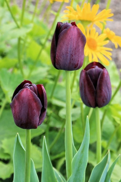 tulips flower spring