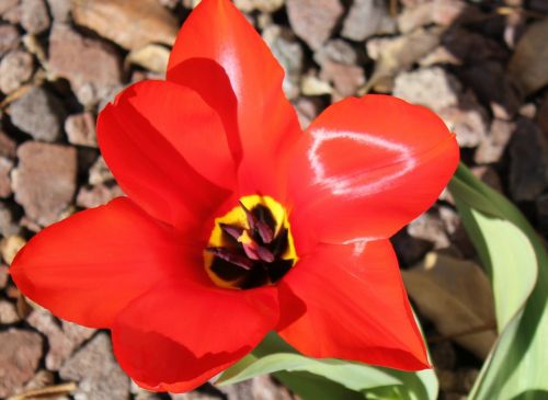 tulip red flower