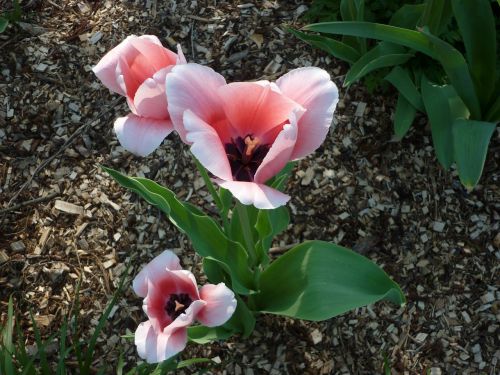 tulip pink spring