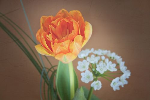 tulip flower blossom