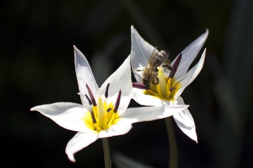 tulip white bee