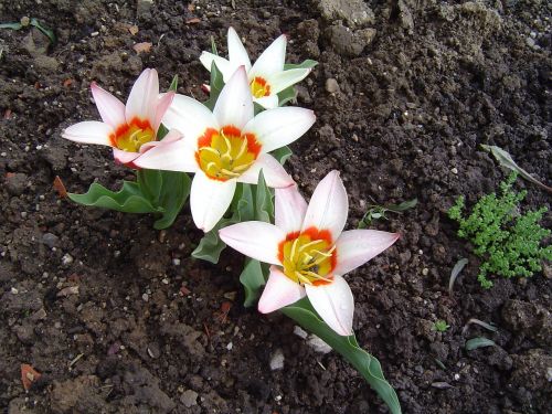 tulip flowers spring