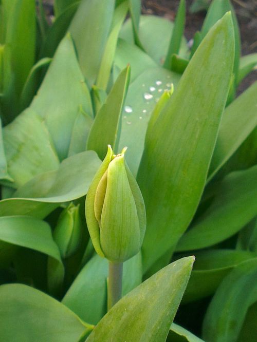 tulip flower green