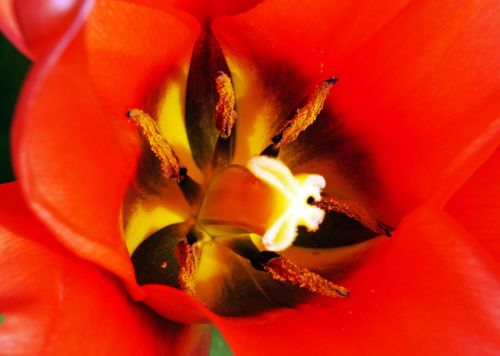 tulip early bloomer macro