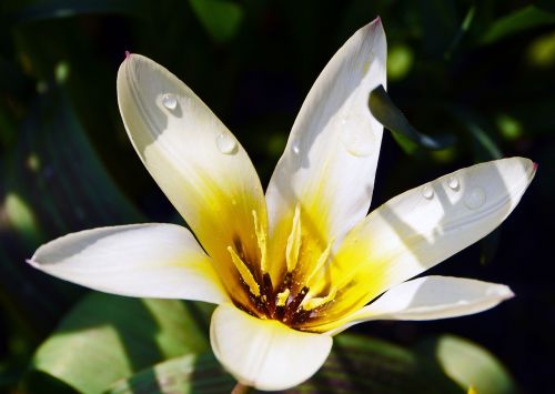 tulip white open