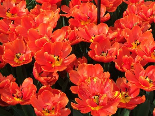 tulip red tulips spring