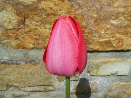 tulip red spring flower