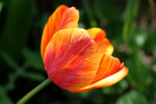 tulip flower spring