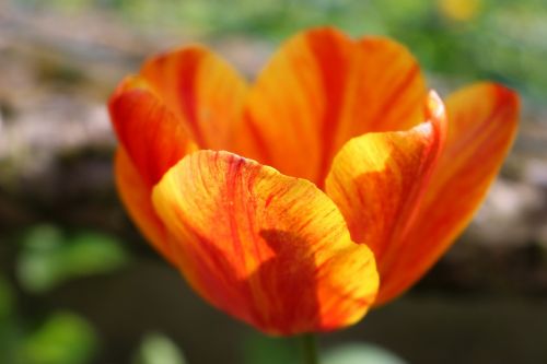 tulip flower spring