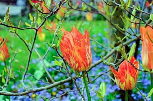 tulip flower blossom