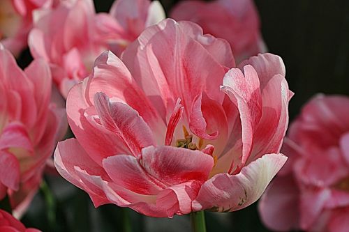 tulip blossom bloom