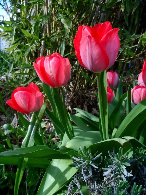 tulip red bright