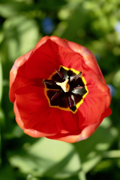 tulip red flower