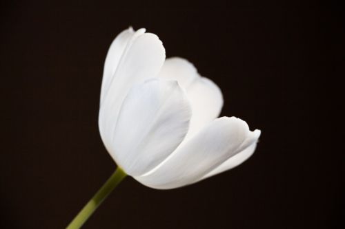 tulip white bright