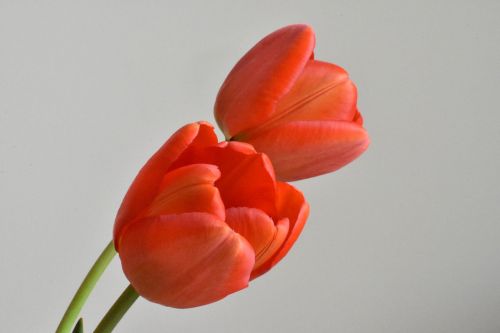 tulip flower bloom