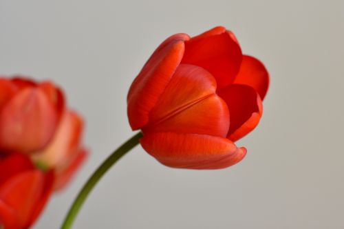 tulip flower bloom