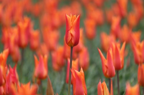 tulip flower spring