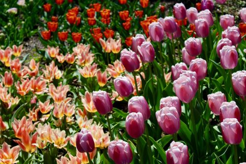 tulip spring blossom