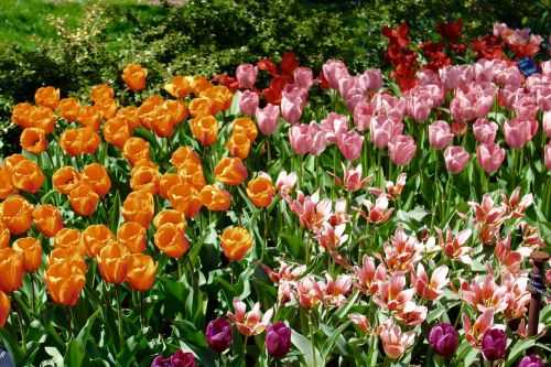 tulip spring blossom