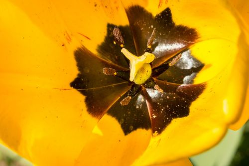 tulip blossom bloom