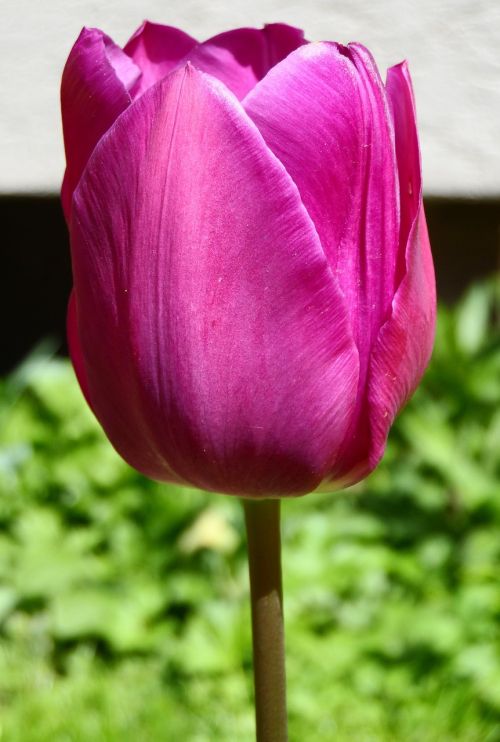 tulip violet purple