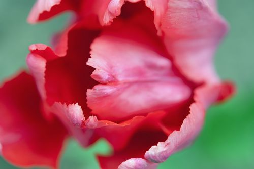 tulip red flower