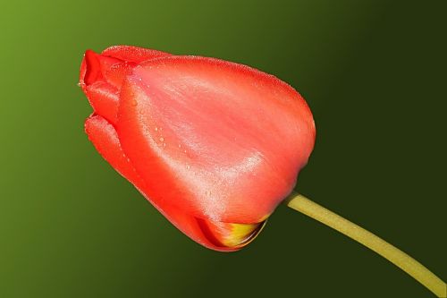 tulip red spring