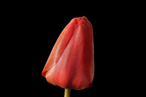 tulip red spring