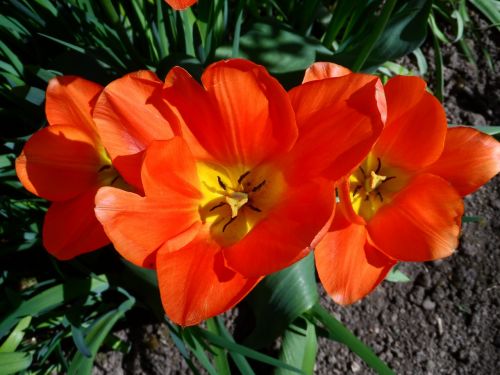 tulip orange light