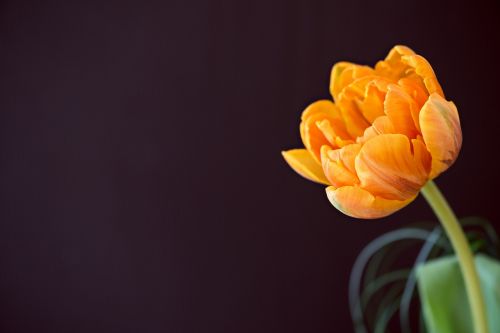 tulip flower schnittblume