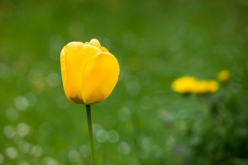 tulip meadow dandelion