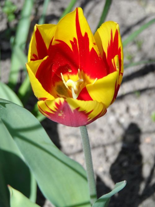 tulip yellow red