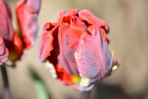 tulip blossom bloom